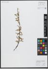 Foto von Salix viminalis L.